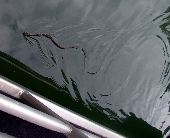 water_snake.jpg