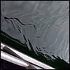 water_snake.jpg