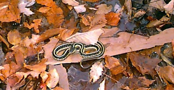 snake.jpg