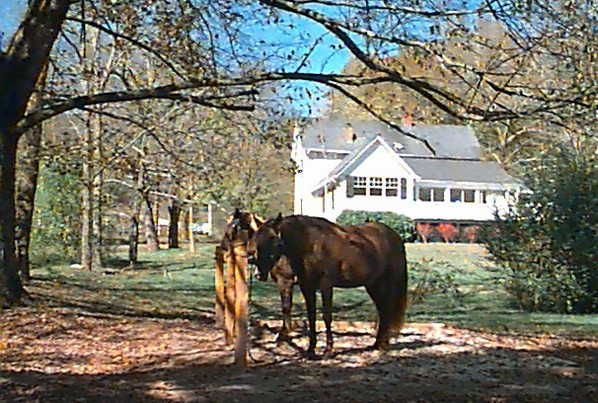 horses_spa.jpg
