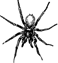 SPIDERS!!!!!