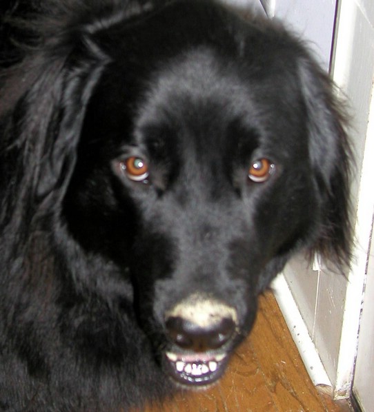 xena_muddynose.jpg
