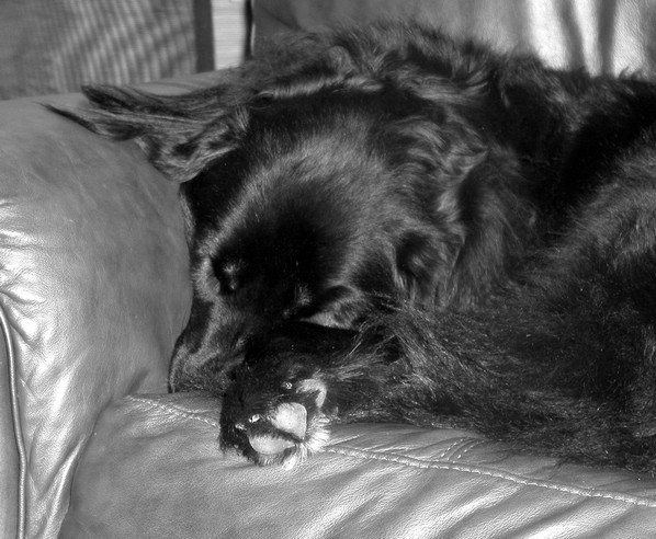 xena_b&w.jpg