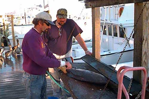 Tom cleans grouper while Wes watches