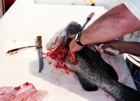 rappalla_grouper.jpg