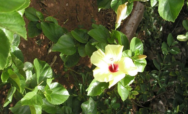 flower1.jpg