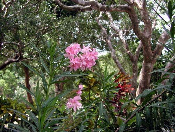 flowers3.jpg