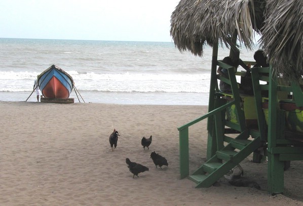 ochie_rooster.jpg