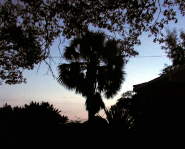 palm.jpg