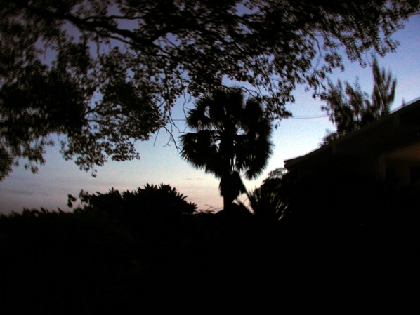palm2.jpg