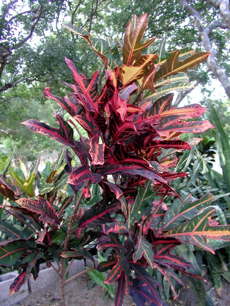 plant.jpg