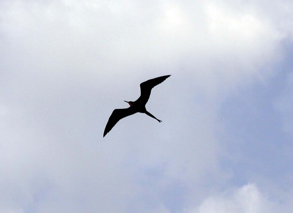 tropicbird.jpg