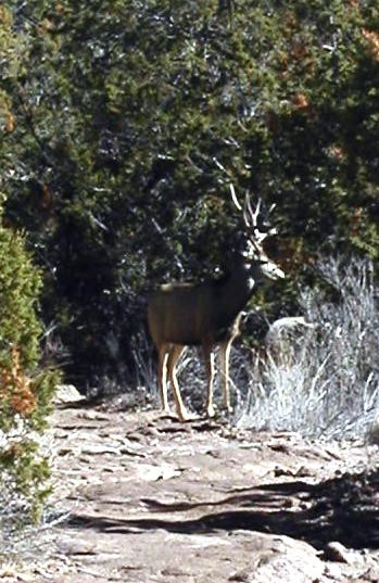 mule_deer_buck.jpg
