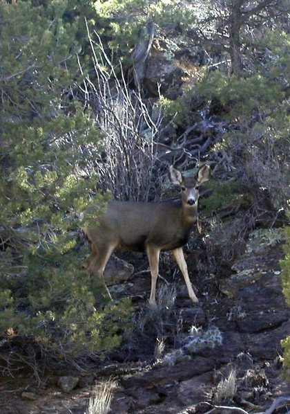mule_deer_doe.jpg
