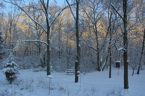 joannes_yard_snow.jpg