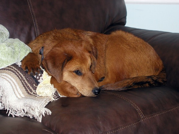 ozzy_resting.jpg
