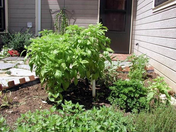 basil.jpg
