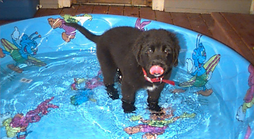 Xena conquers the wading pool