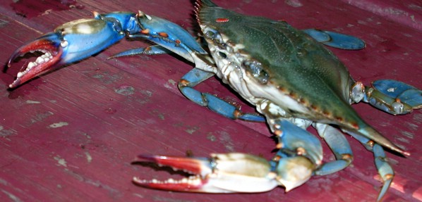 crab.jpg