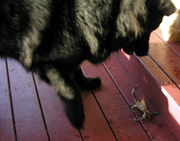 xena_crab3.jpg