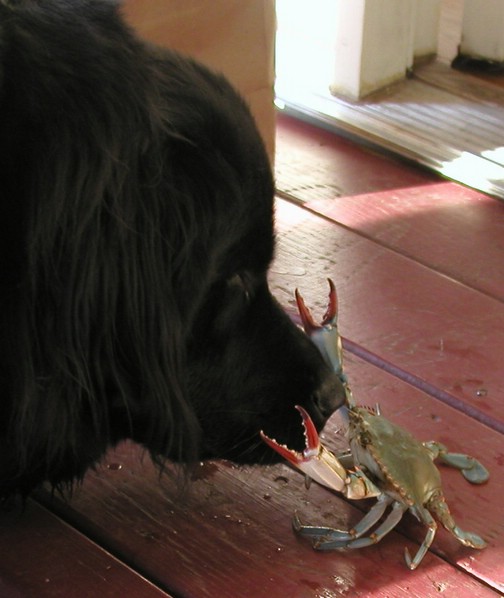 xena_crab_close.jpg