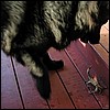 xena_crab3.jpg