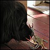 xena_crab_close.jpg